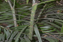 Calamus viminalis